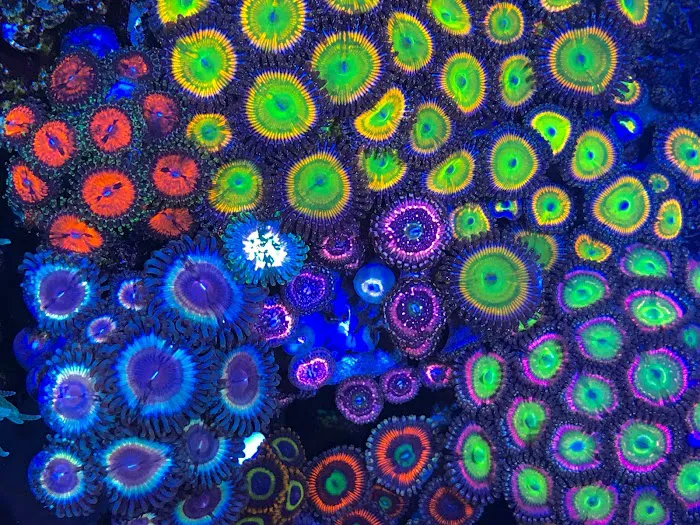 Palmetto Reef 12