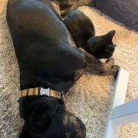 Mt. Scott Animal Clinic ico