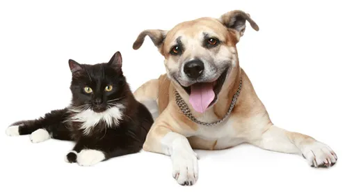 Mt. Scott Animal Clinic 10