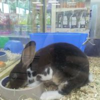 Pet Supermarket ico