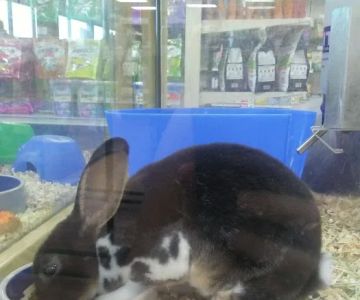 Pet Supermarket