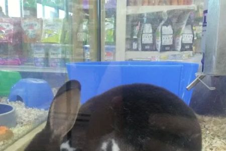 Pet Supermarket