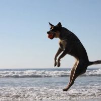 Linwood Animal Clinic ico