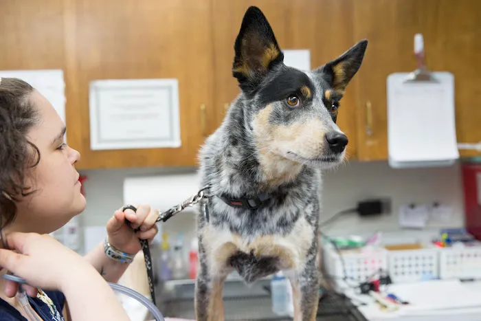 Linwood Animal Clinic 2