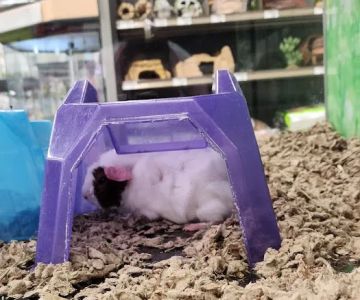 Petco