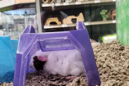 Petco