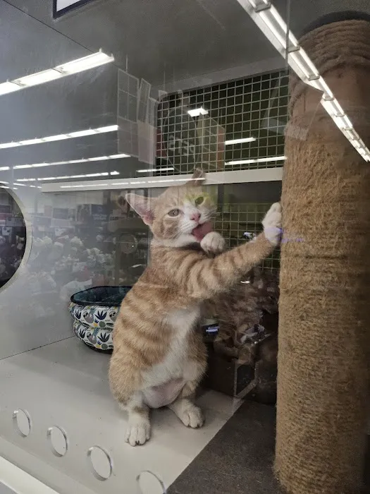 Petco 12