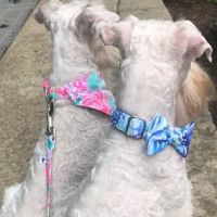 Wag More Dog Collars ico