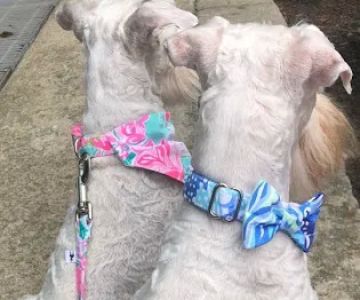 Wag More Dog Collars