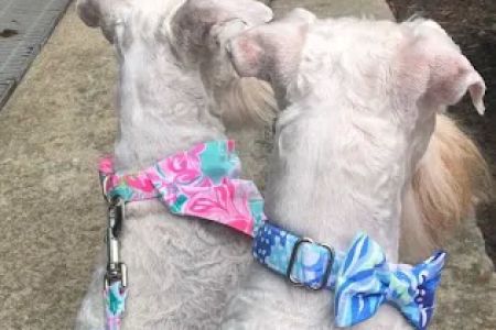 Wag More Dog Collars