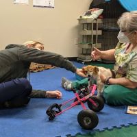 Back on Track Veterinary Rehabilitation Center, LLC ico