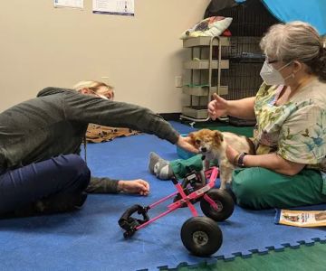 Back on Track Veterinary Rehabilitation Center, LLC