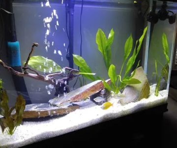 Fishy Business