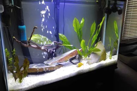 Fishy Business