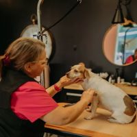 Little Barks Boutique ico