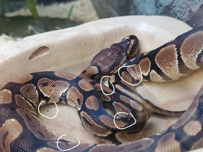 Petco 12