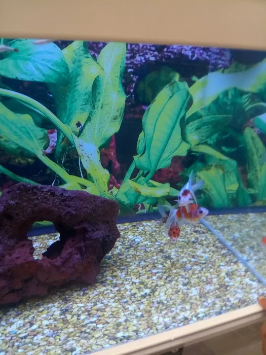 Petco 12