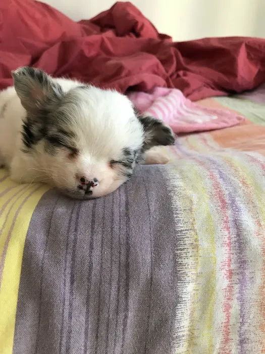 Puppy Kingdom 12