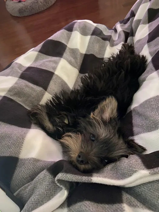 Puppy Kingdom 12