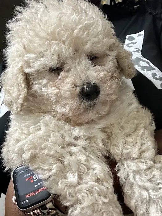 Puppy Kingdom 12