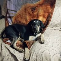 Aloha Dog & Cat Hospital ico