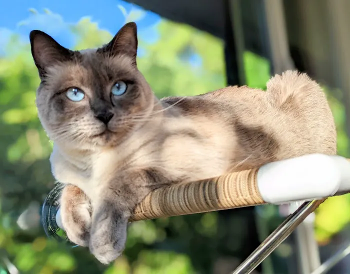 Aloha Dog & Cat Hospital 7
