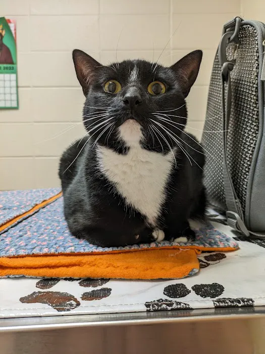 Aloha Dog & Cat Hospital 2