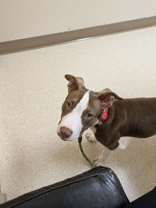Aloha Dog & Cat Hospital 3