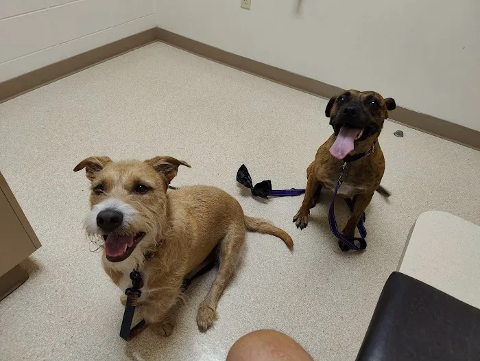 Aloha Dog & Cat Hospital 4