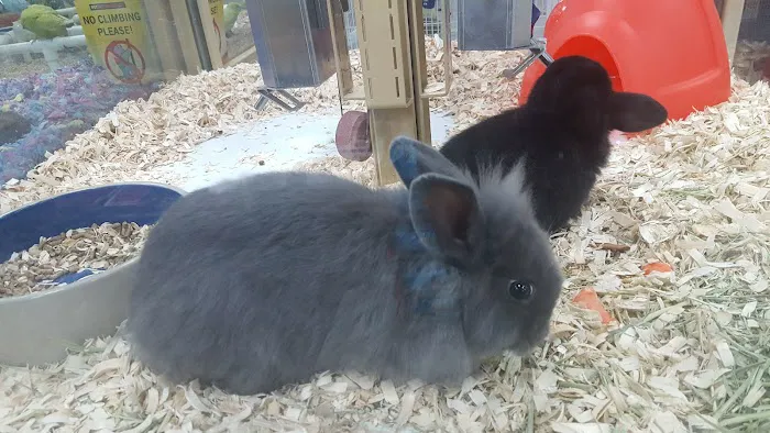 Pet Supermarket 12