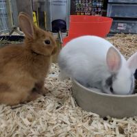 Pet Supermarket ico
