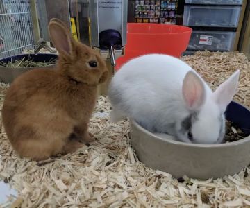 Pet Supermarket