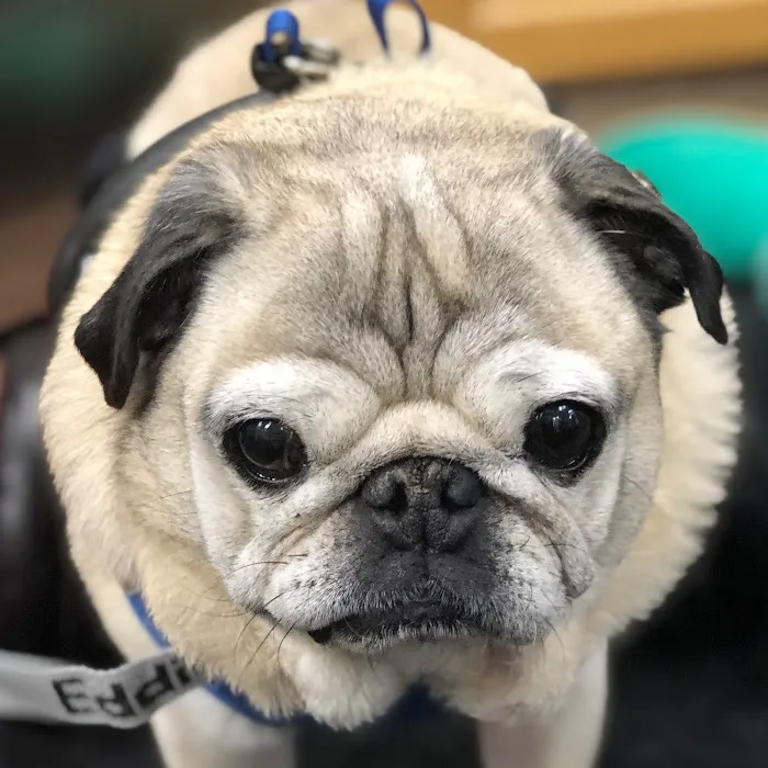 Healing Arts Animal Care 1