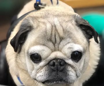 Healing Arts Animal Care