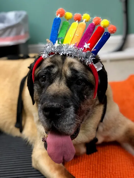 Healing Arts Animal Care 3