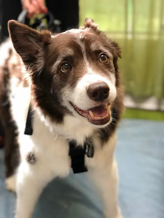 Healing Arts Animal Care 9