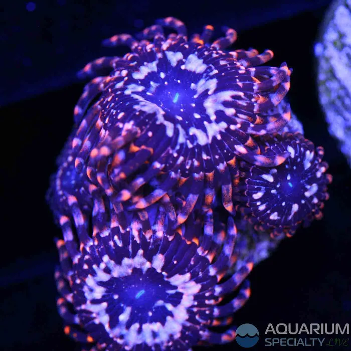 Aquarium Specialty 12