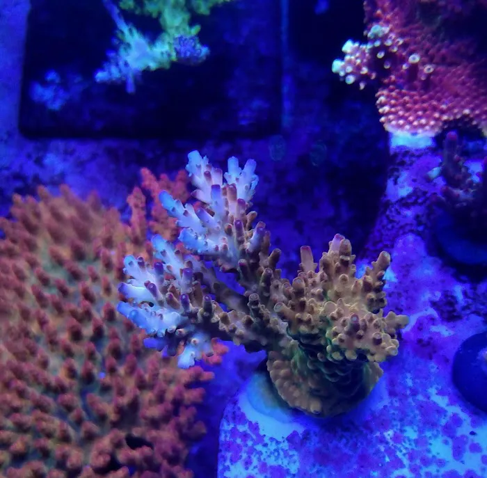 Aquarium Specialty 12