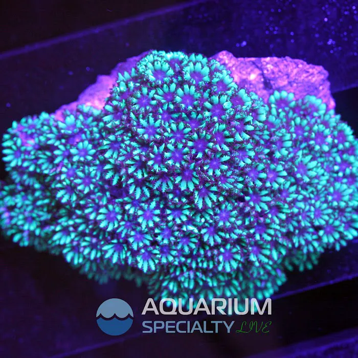 Aquarium Specialty 12