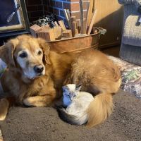 Hannah Pet Hospital and 24/7 Emergency Vet Clinic ico