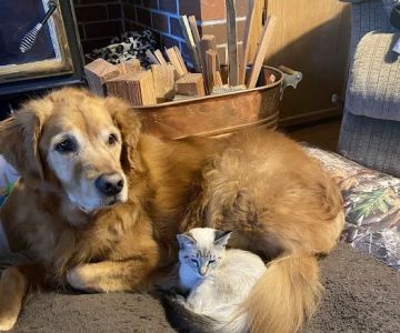 Hannah Pet Hospital and 24/7 Emergency Vet Clinic