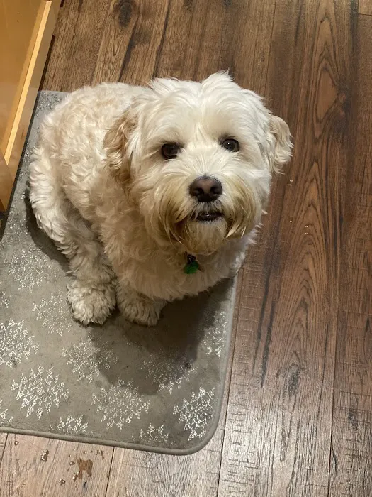 Hannah Pet Hospital and 24/7 Emergency Vet Clinic 9