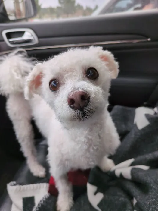 Hannah Pet Hospital and 24/7 Emergency Vet Clinic 4