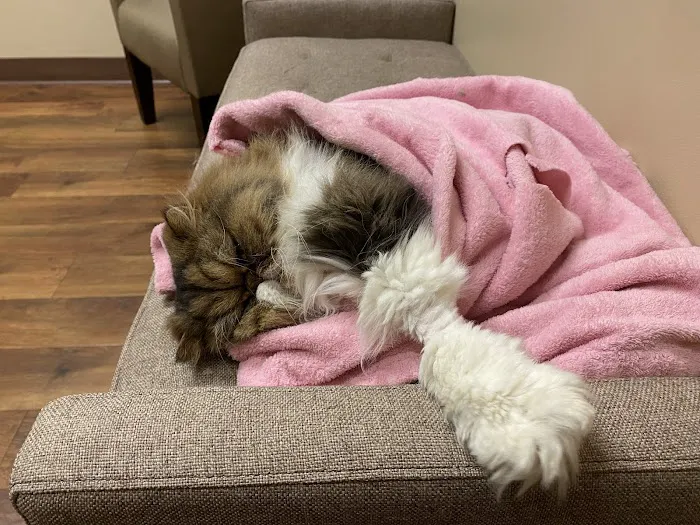 Hannah Pet Hospital and 24/7 Emergency Vet Clinic 5