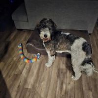 Nimbus Pet Hospital ico