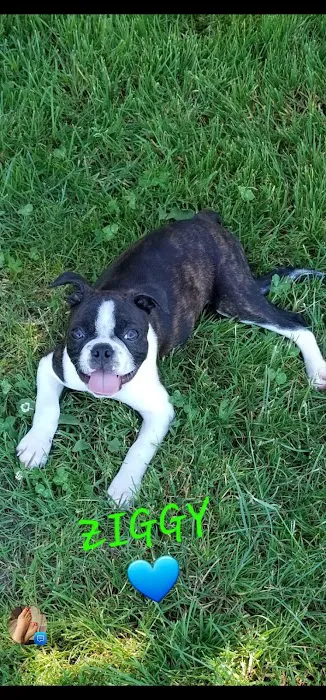 Nimbus Pet Hospital 4
