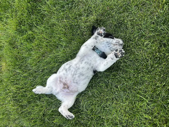 Nimbus Pet Hospital 7