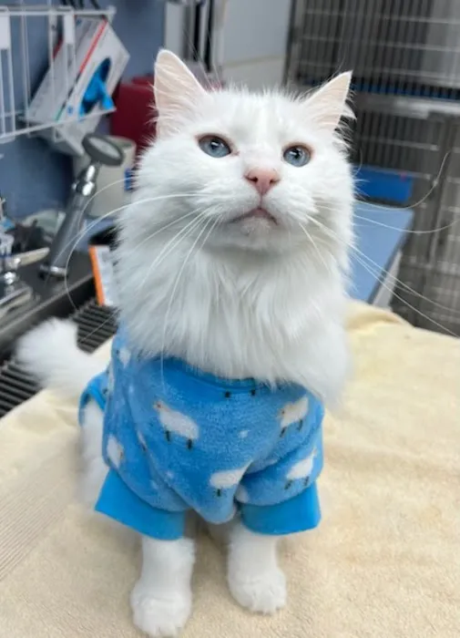 Sorrento Animal Hospital 7