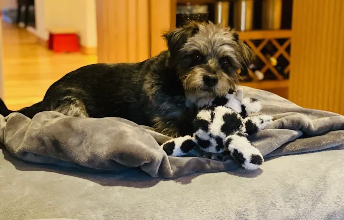Sorrento Animal Hospital 4