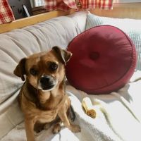 Holistic Pet Vet Clinic ico